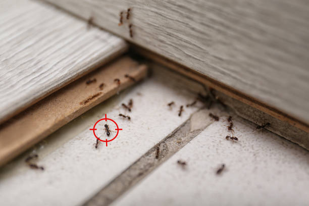 Trusted Island Heights, NJ Pest Control Experts