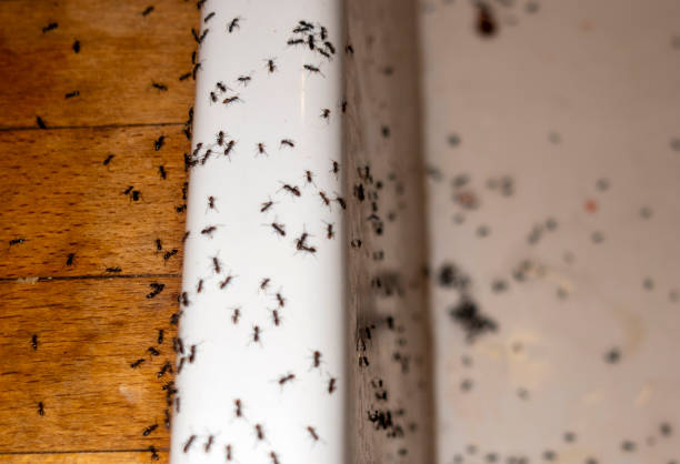 Best Affordable Pest Control Services  in Island Heights, NJ