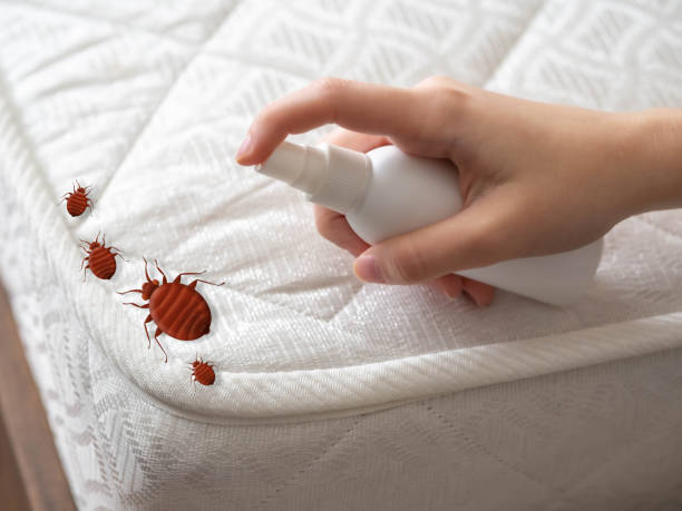 Best Bed Bug Extermination  in Island Heights, NJ