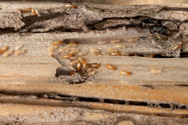 Best Residential Pest Control  in Island Heights, NJ